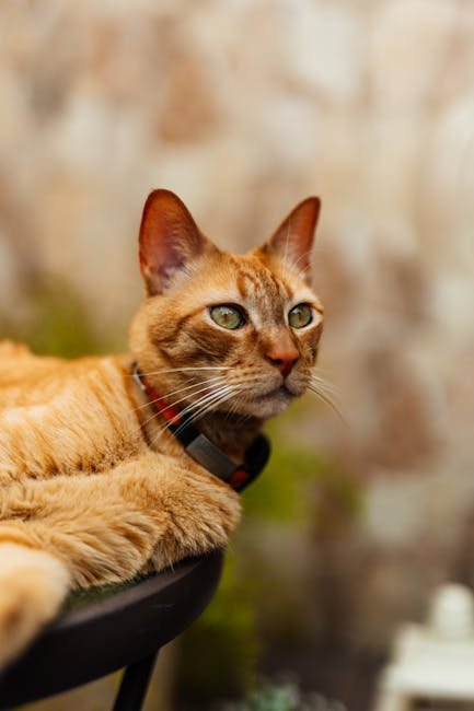 Custom Pet Calendar 2026