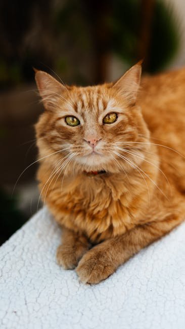 Custom Pet Face Tote Bag