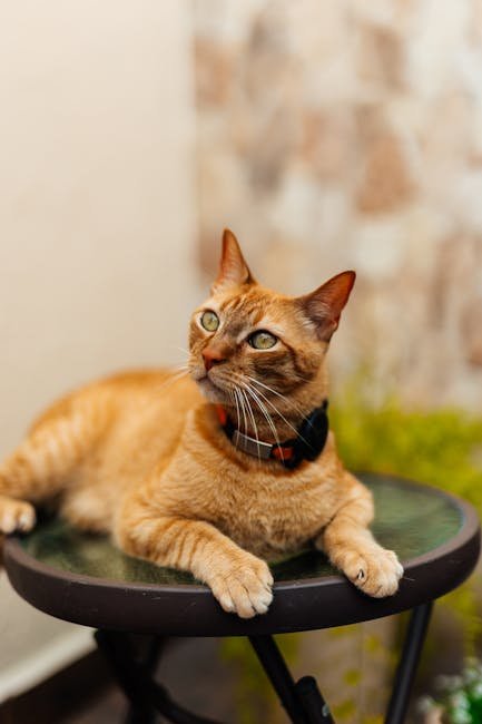 Custom Pet Name Bandana