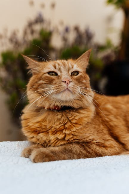 Custom Pet Photo Phone Case