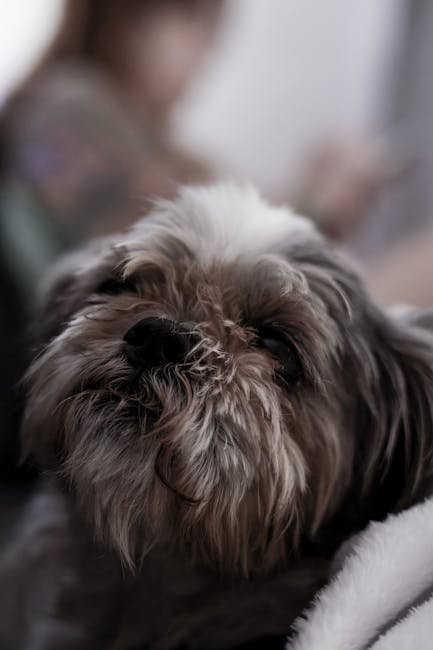 Custom Pet Portrait Canvas